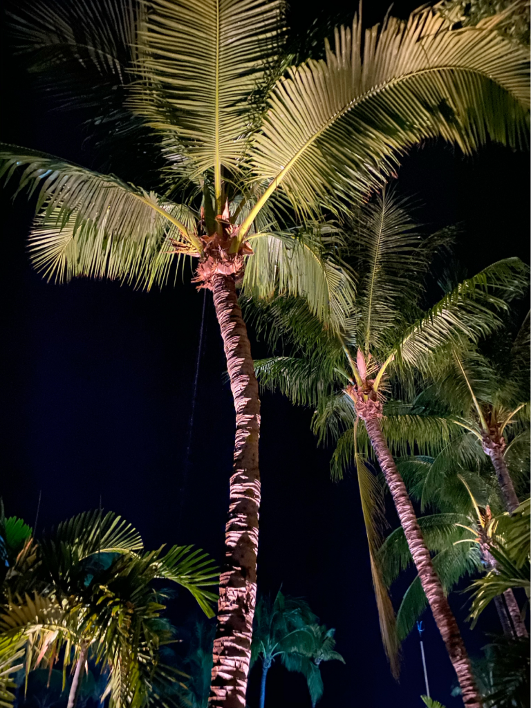 Glowing Palms