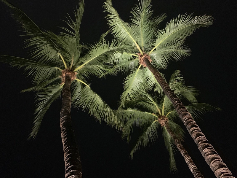 Palm trees illuminated with spring landscape lighting by Southern Outdoor Lighting in Central Florida.