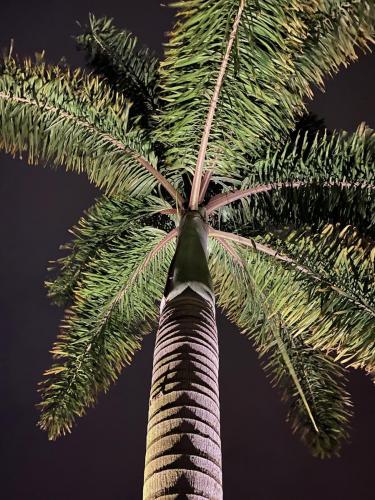 Orlando Landscaping & Lighting at Palm Tree Windermere